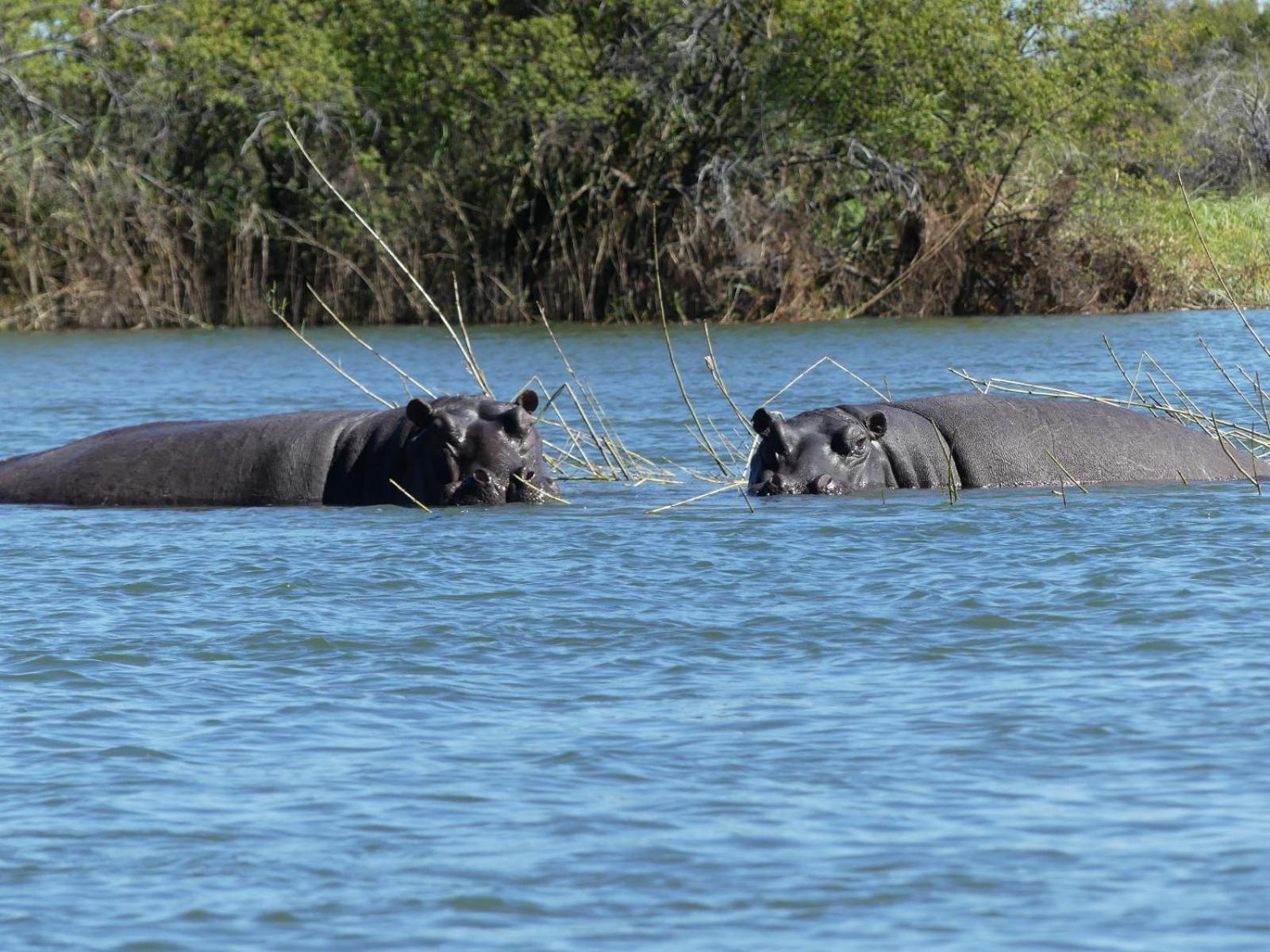 Mobola Lodge Mamono Zewnętrze zdjęcie